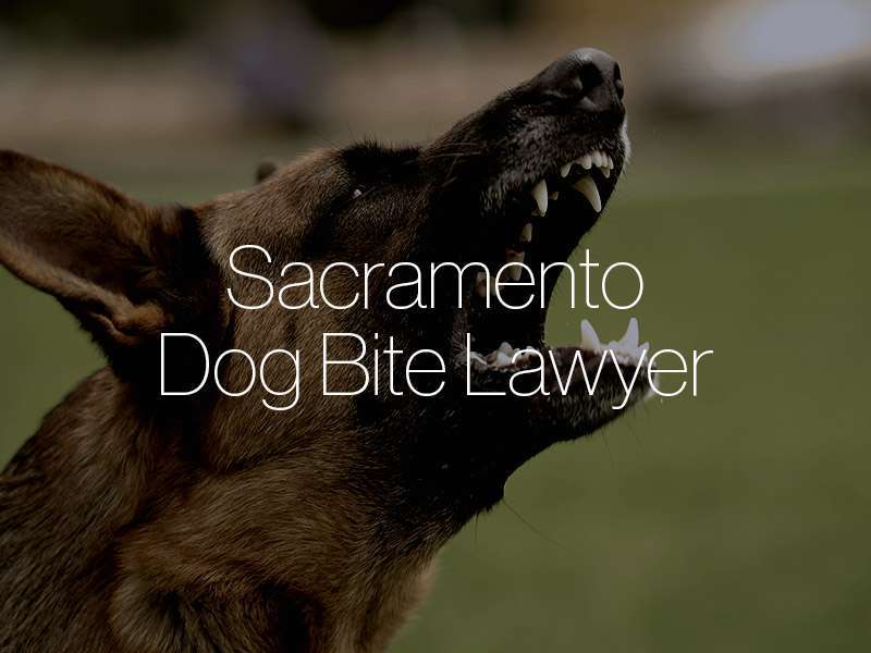 Sacramento Dog bite attorneys