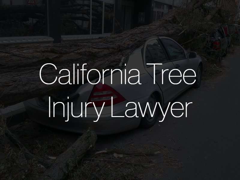 California tree injury lawyer