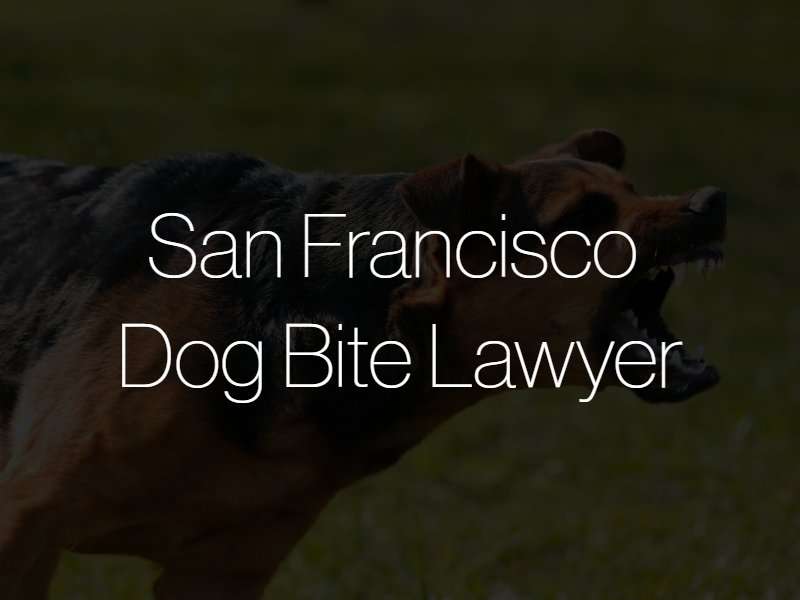 San Francisco dog bite lawyer